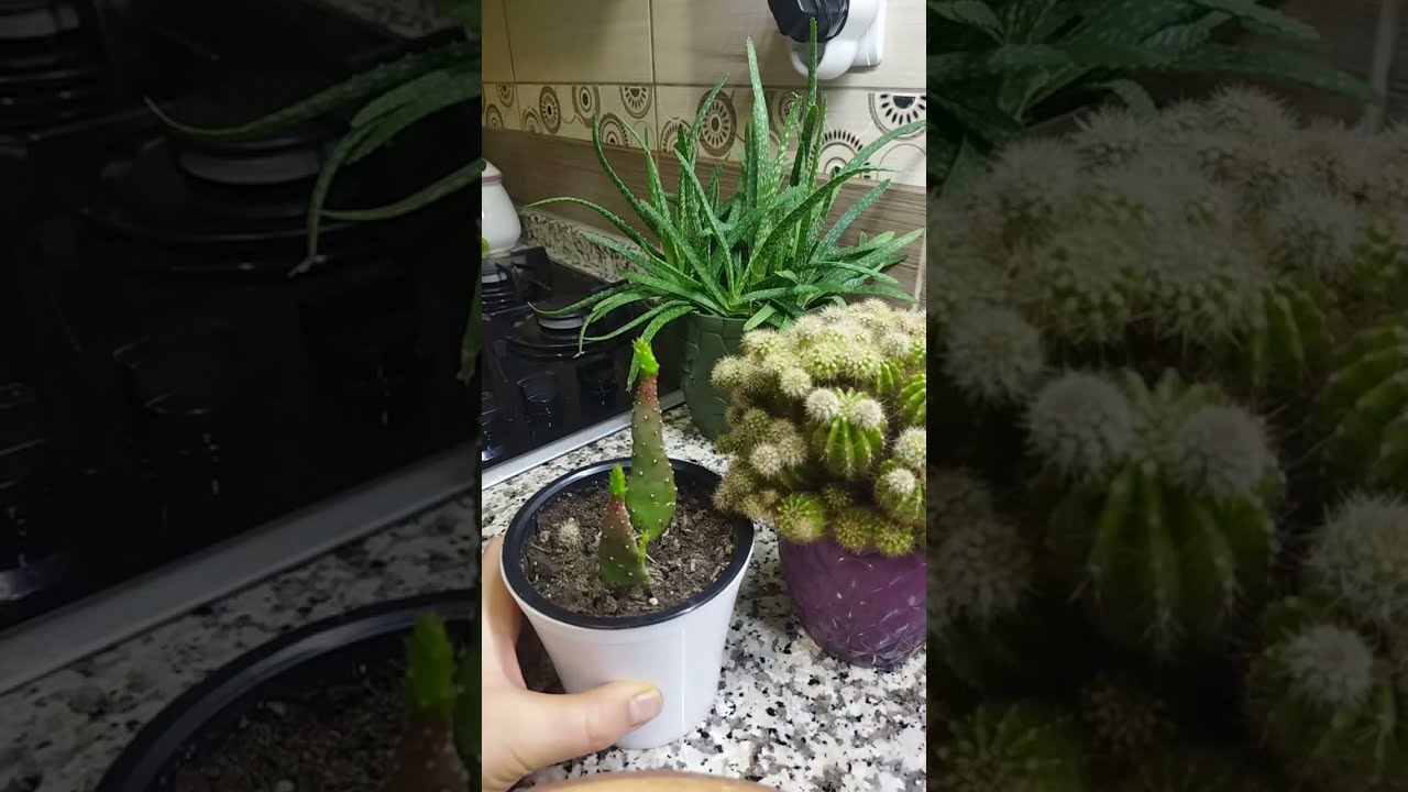 MUTFAK kanalı canlı yayında