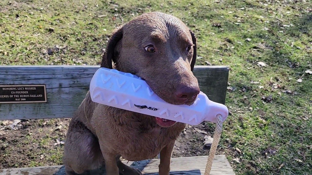 Chesapeake Bay Retriever (quick training session)