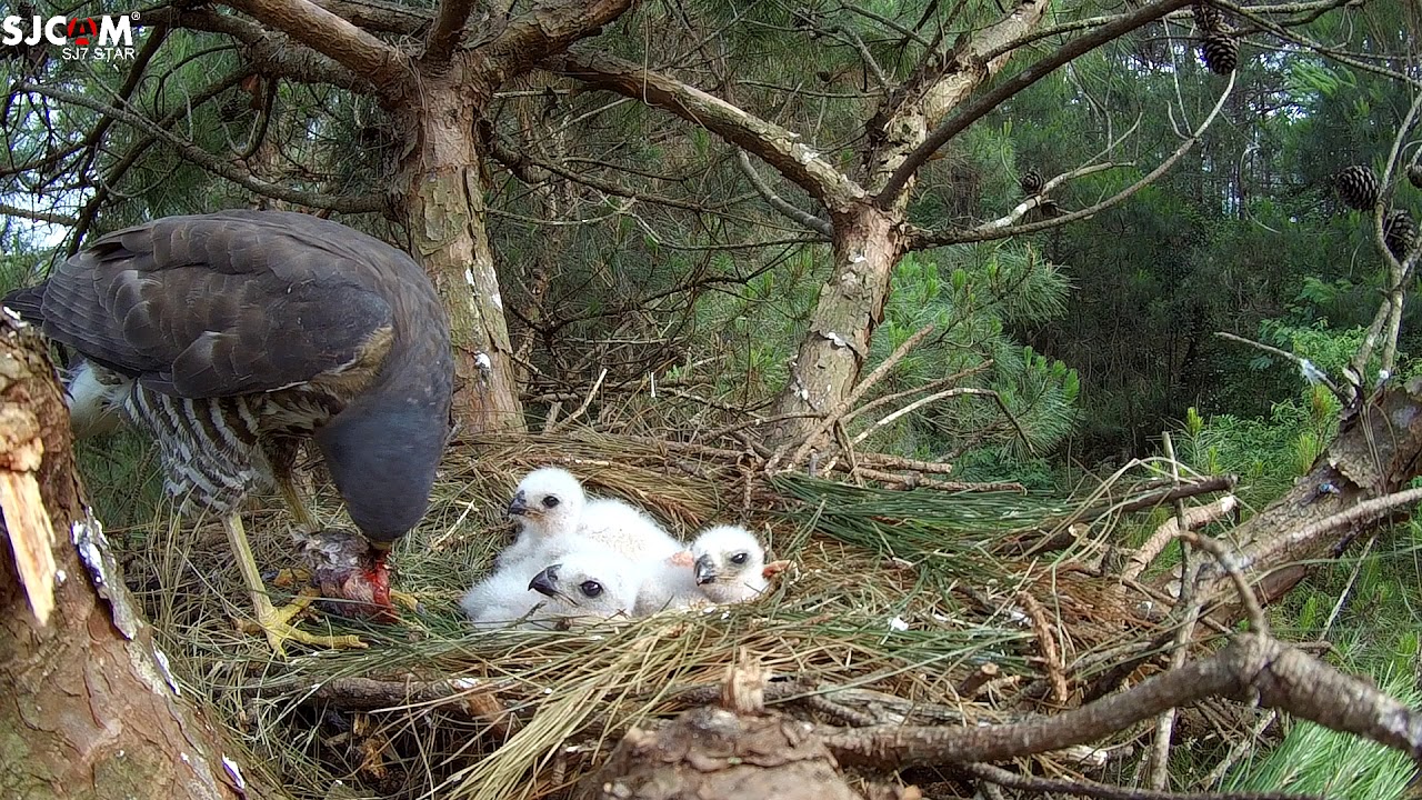 Cận cảnh tổ chim cắt nuôi dưỡng con 01