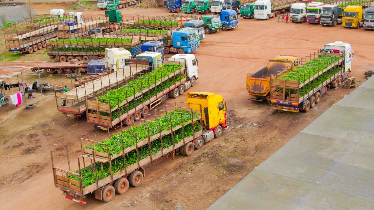 Where Do The Millions of Plantain Seedling Go?