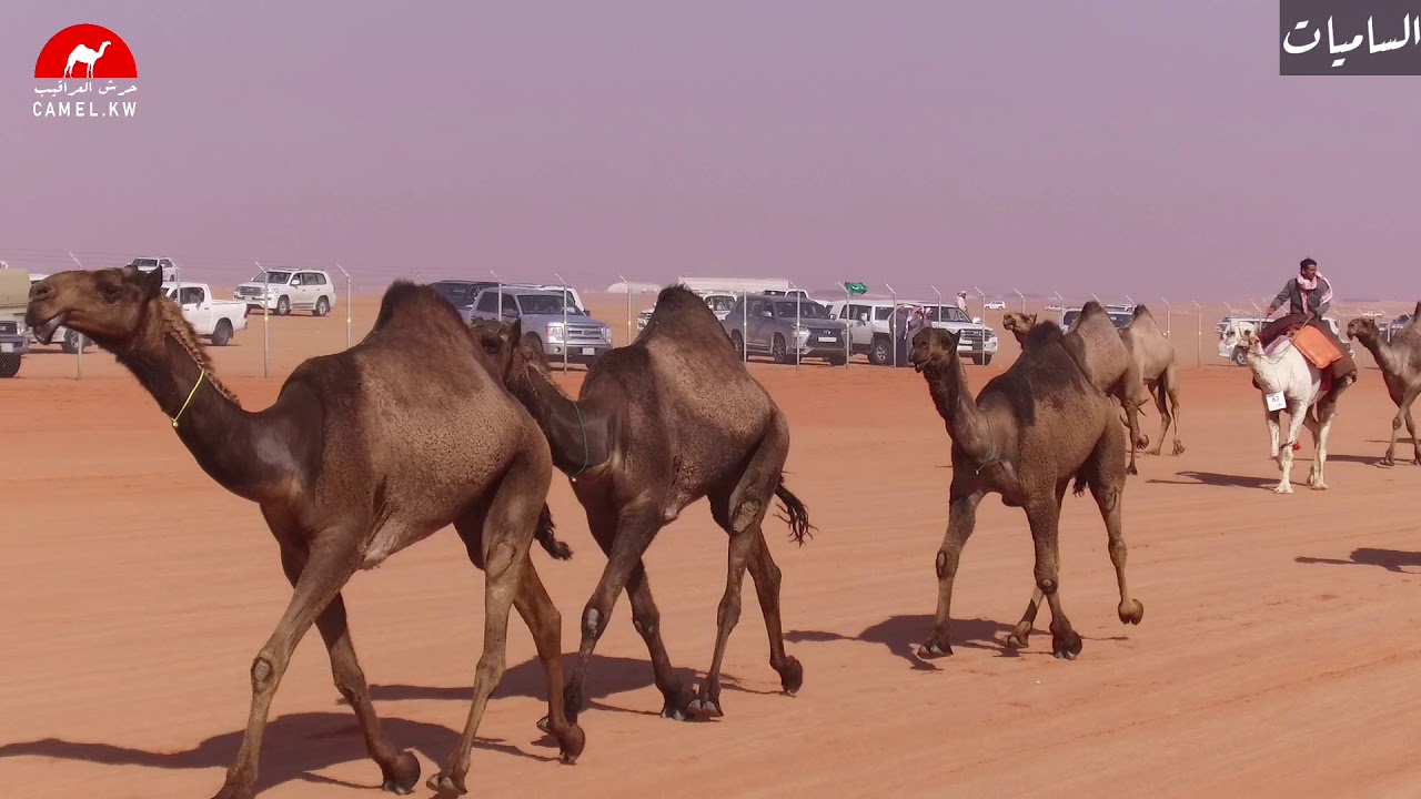 منقية: سامي بن هديب العتيبي #الساميات
