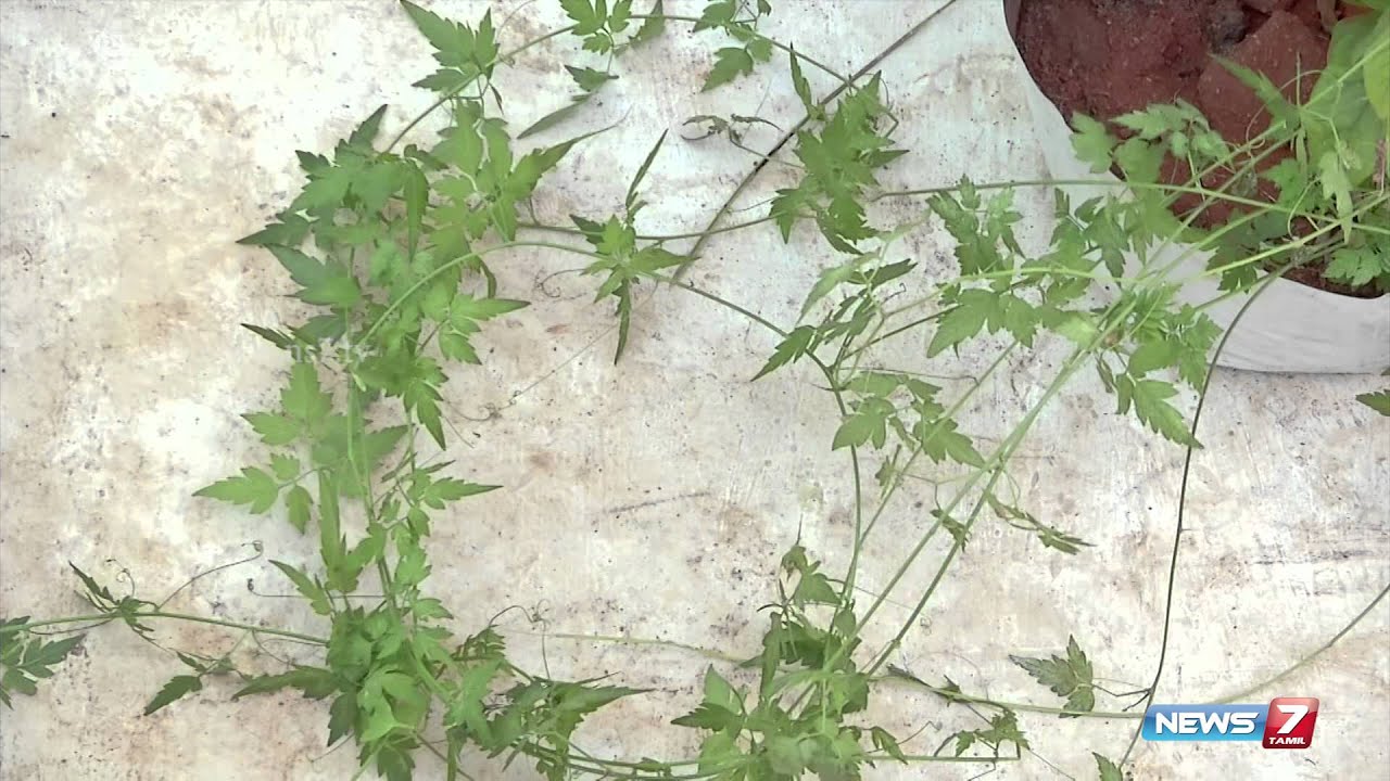Mudakathan keerai natural herb - plant @ your terrace garden  | Poovali | News7 Tamil