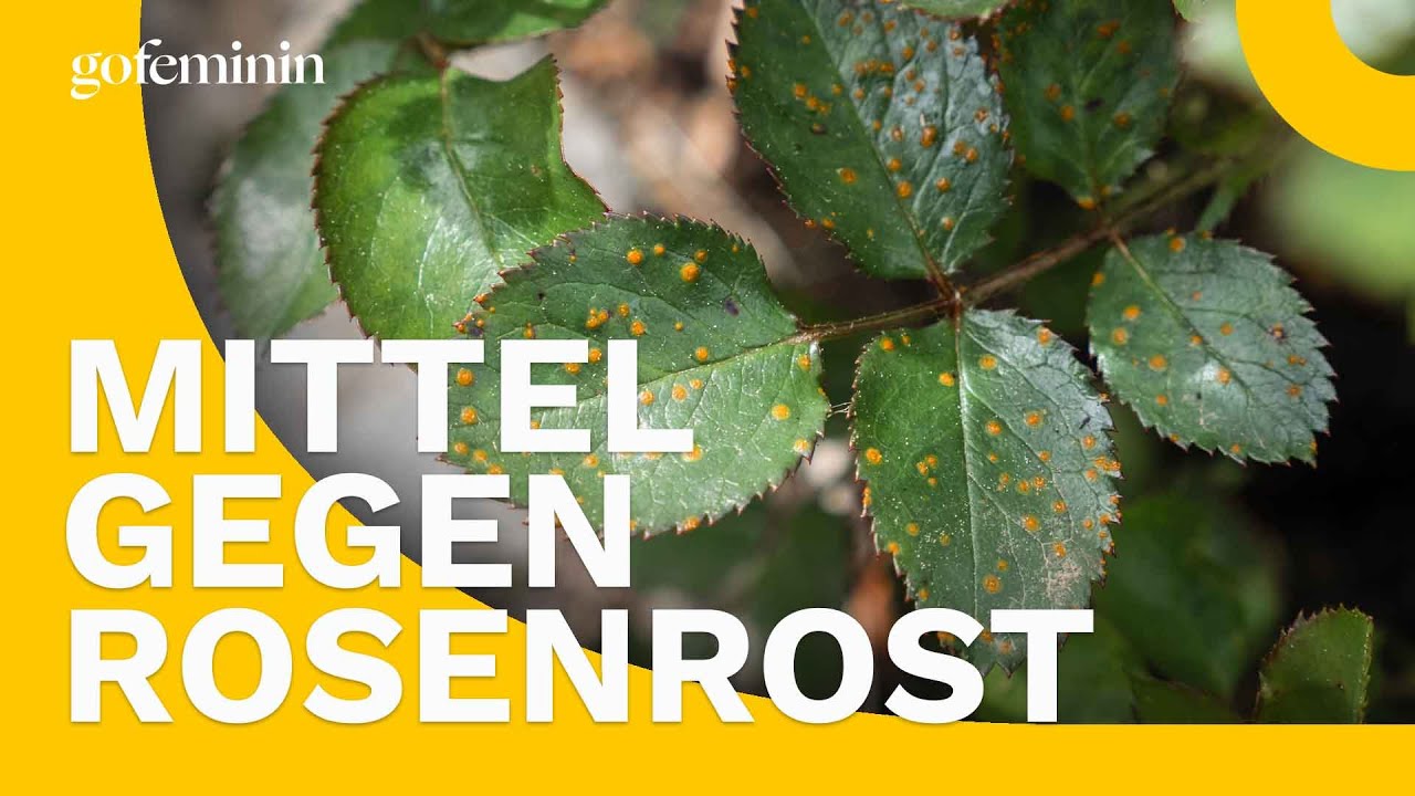 Wundermittel: So bek&auml;mpfst du Rosenrost