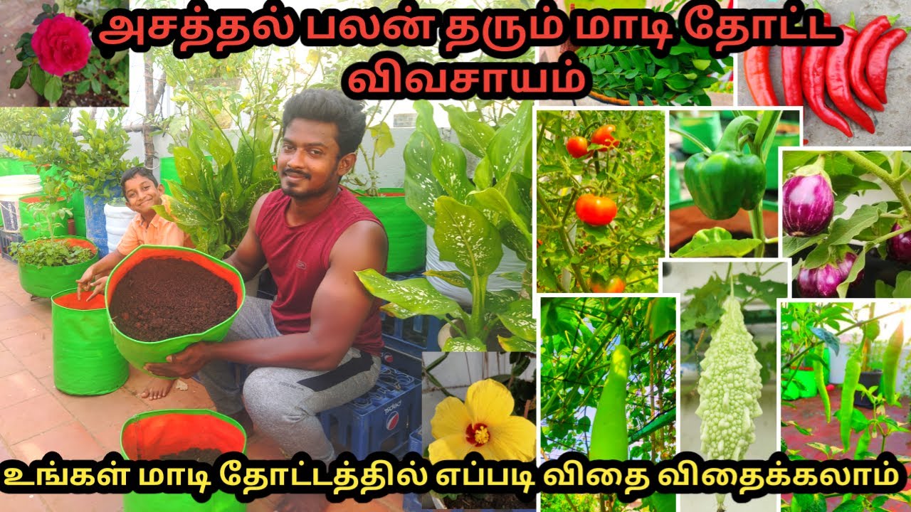 மாடி தோட்டம் எப்படி விதை விதைப்பது  || RK PATTARAI Garden TouR || Maadi Thottam || Terrace Garden
