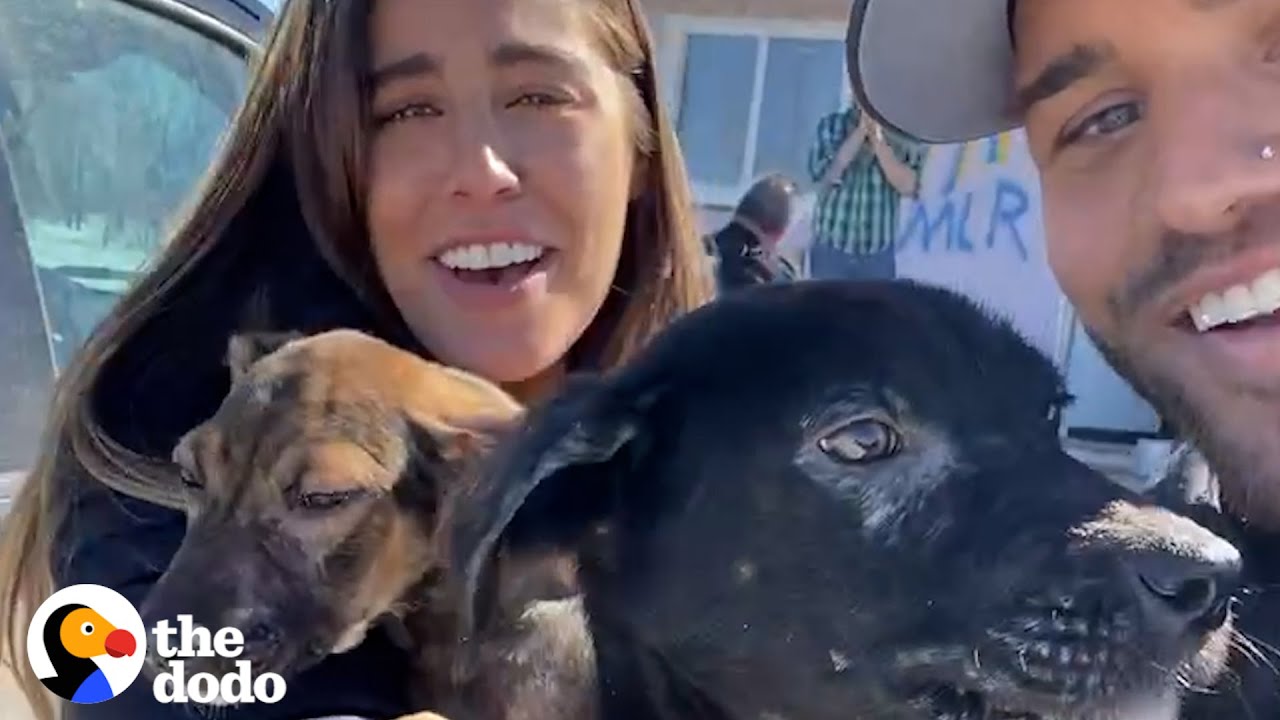 Couple Saves 200 Animals And Travels The World To Save More | The Dodo Running Back To The Rescue
