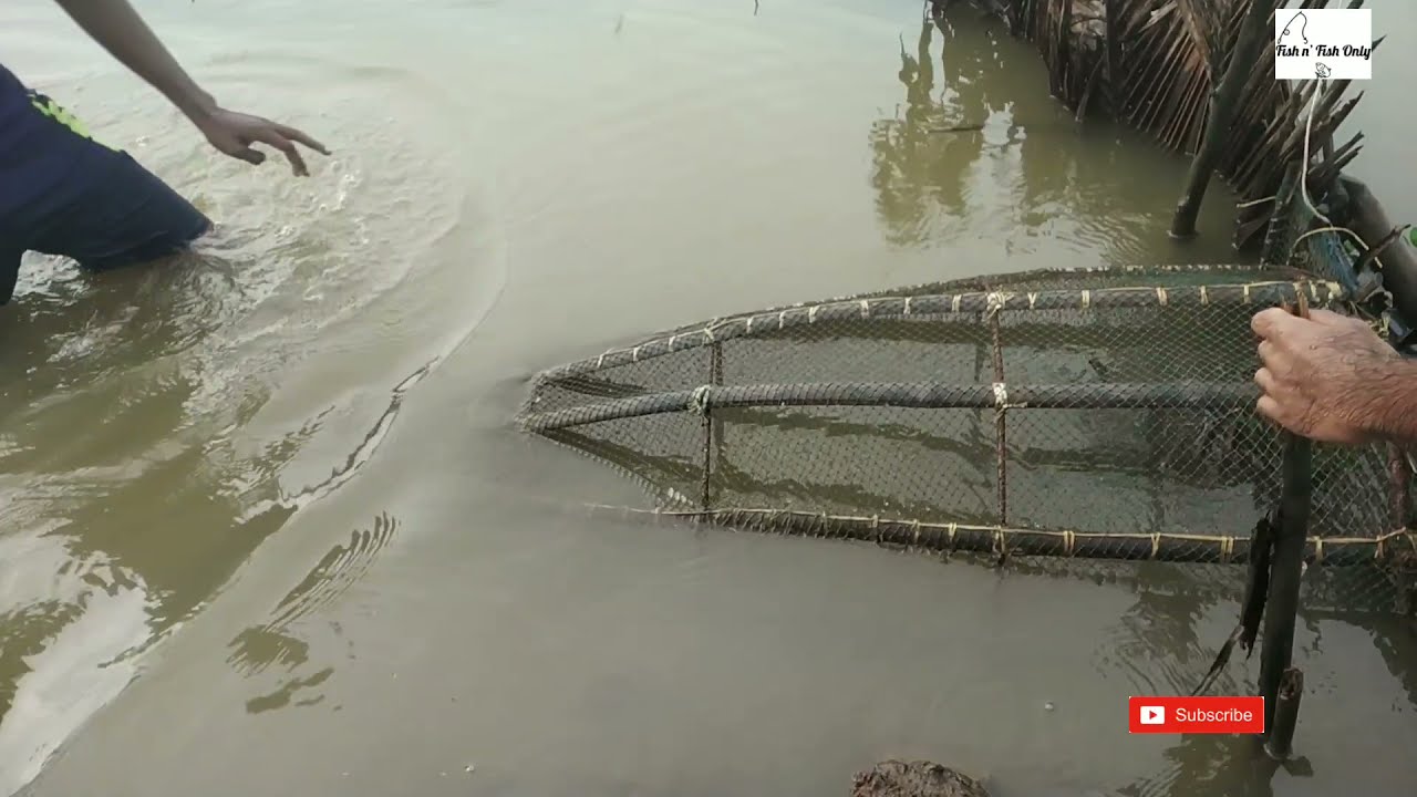 മീൻ കൂട് പൊക്കിയാൽ ഇതാണ് അവസ്ഥ 🥰|fishing with a trap|keralafishing| #fishNfishonly