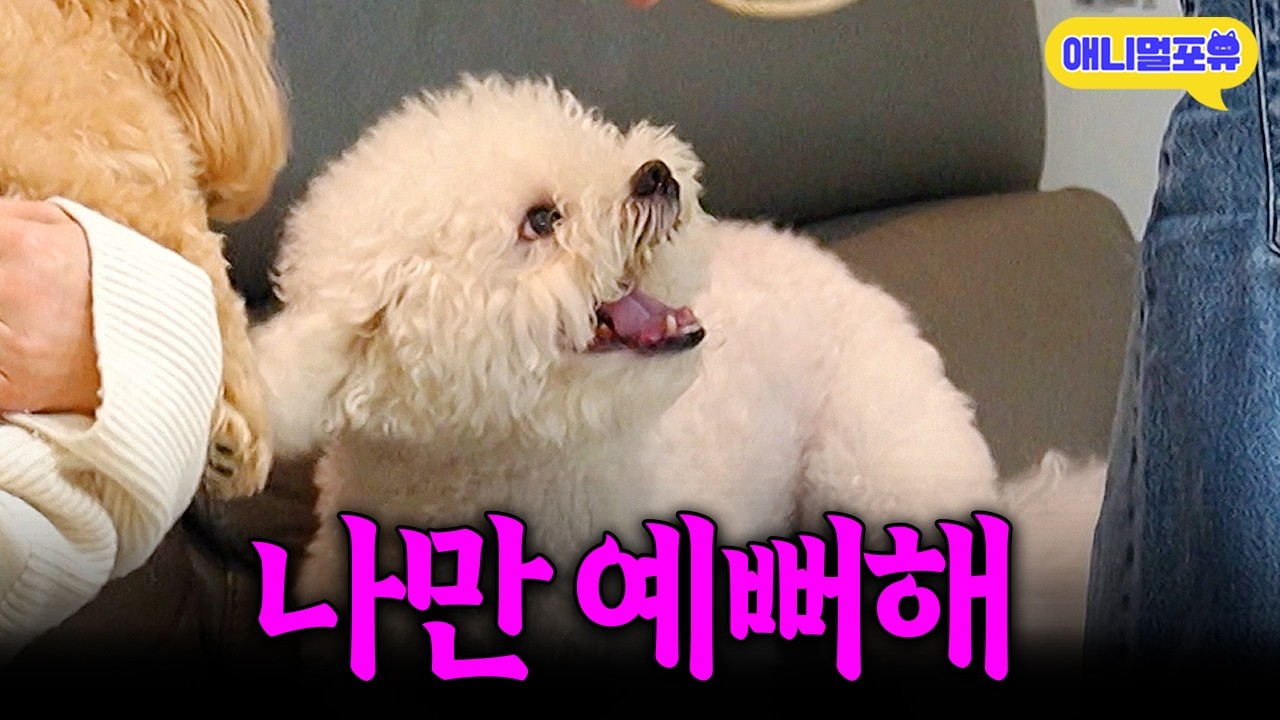 [개훌륭 풀버전] 문제견의 원인은 주인의 과도한 사랑?! 강아지 남매가 싸우는 이유ㅣKBS 개는훌륭하다 260202 방송