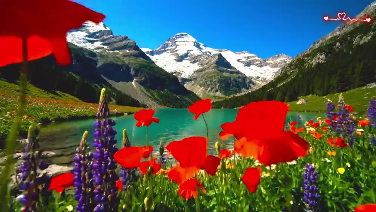 빛바랜 사진 속의 너 - 7080 마음의 선율