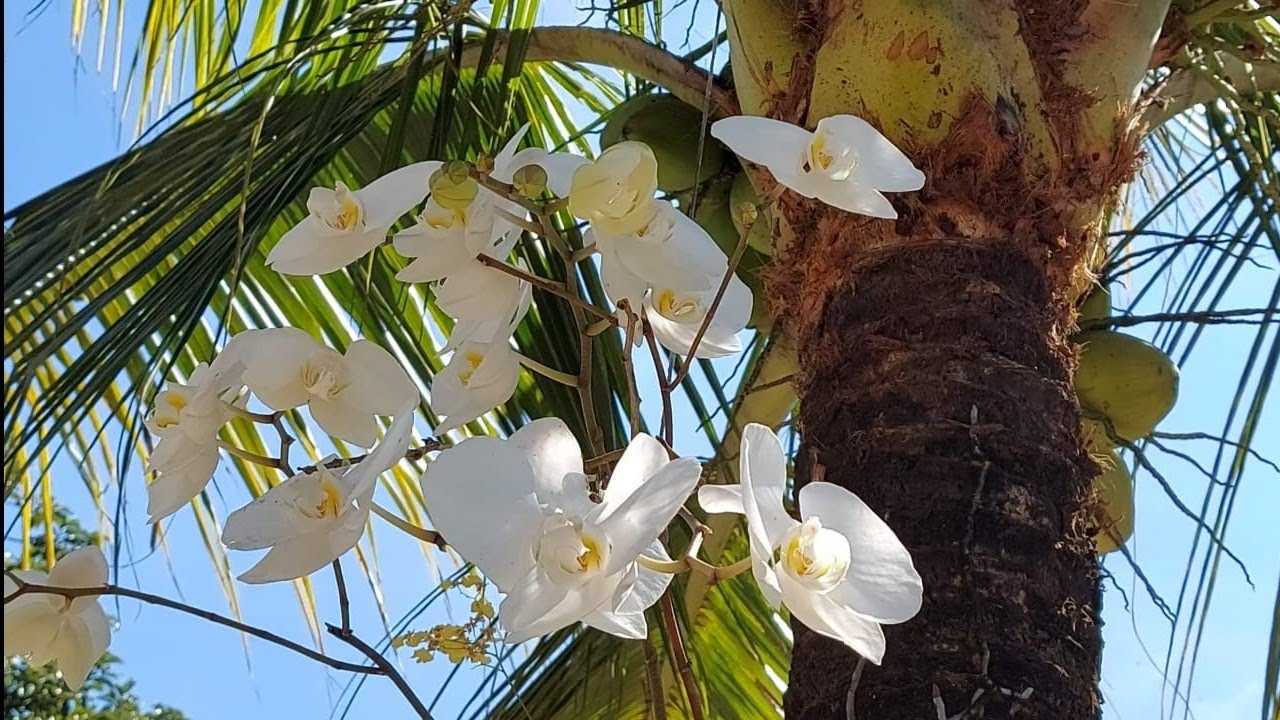 ORQUÍDEA PHALAENOPSIS NO TRONCO DO COQUEIRO - DICAS DE CULTIVO