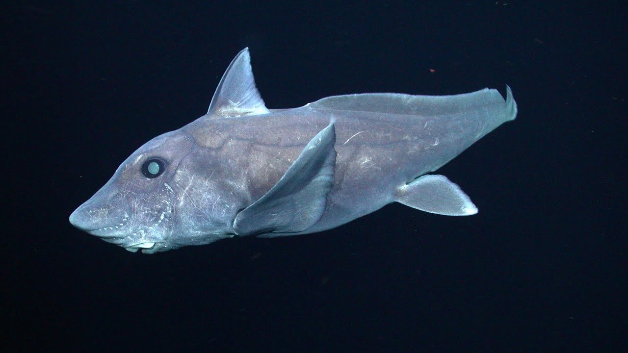 Hayalet K&ouml;pekbalığı(Ghost Shark) national geographic g&ouml;r&uuml;nt&uuml;leri