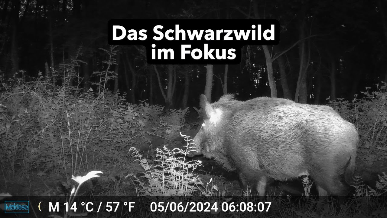 Das Schwarzwild im Revier 2025