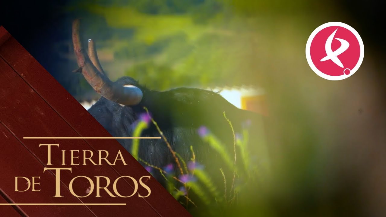 El toro que no deja dormir a Alberto | Tierra de Toros