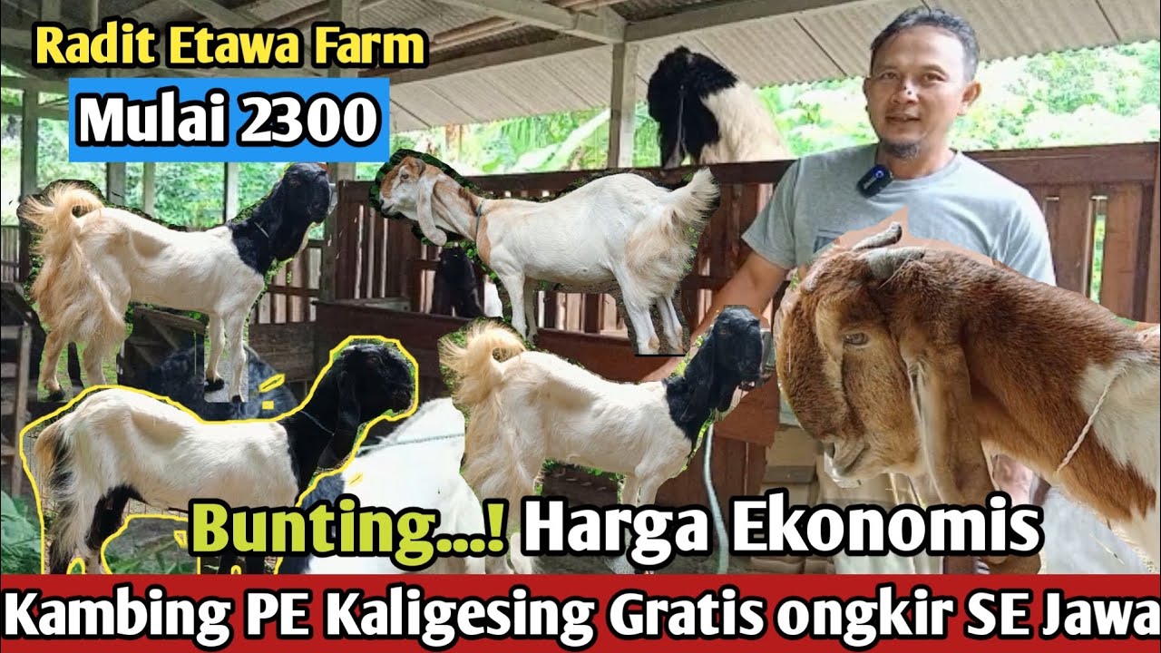 2300...!!BETINA BUNTING GRATIS ONGKIR SE JAWA KAMBING PE KALIGESING #hargakambing#kambingpe