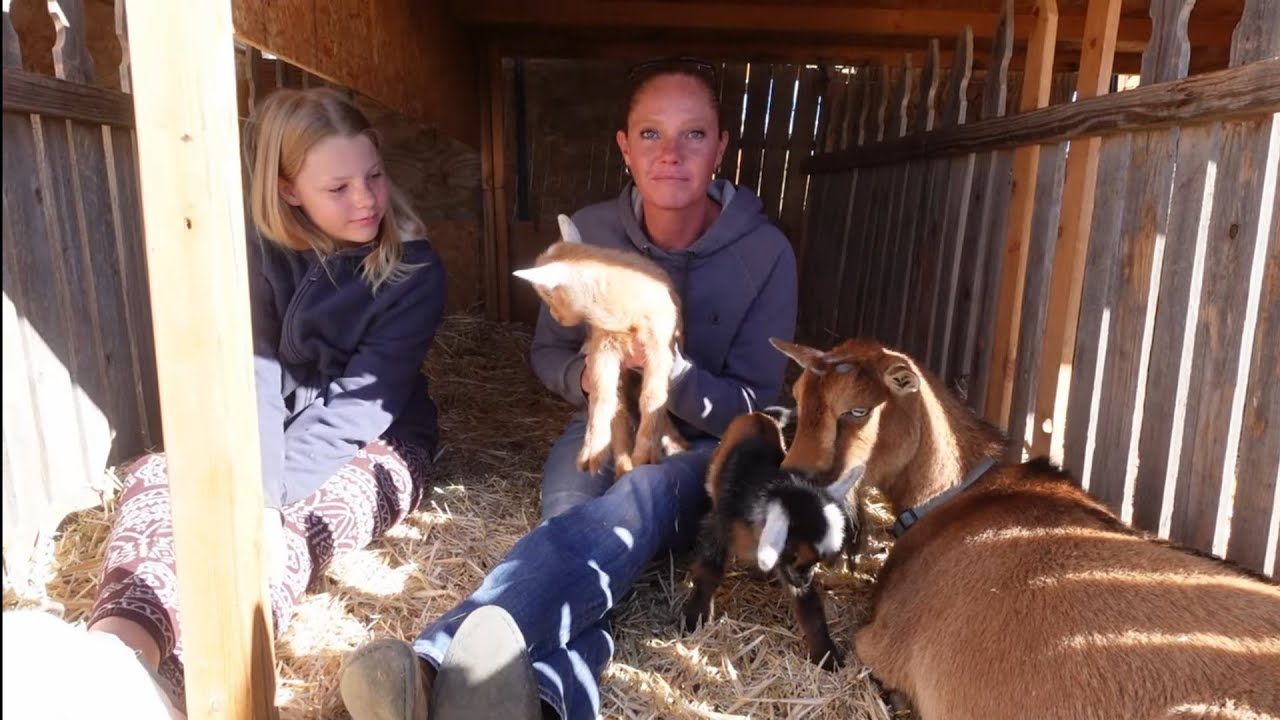 GOAT #12 HAD TWINS, 8 MORE DOES TO KIDD