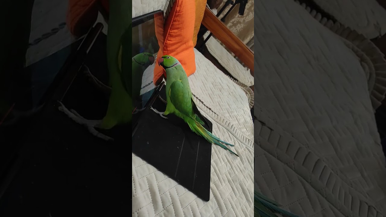 मिठू का स्क्रीन टाइम 🦜💻💻