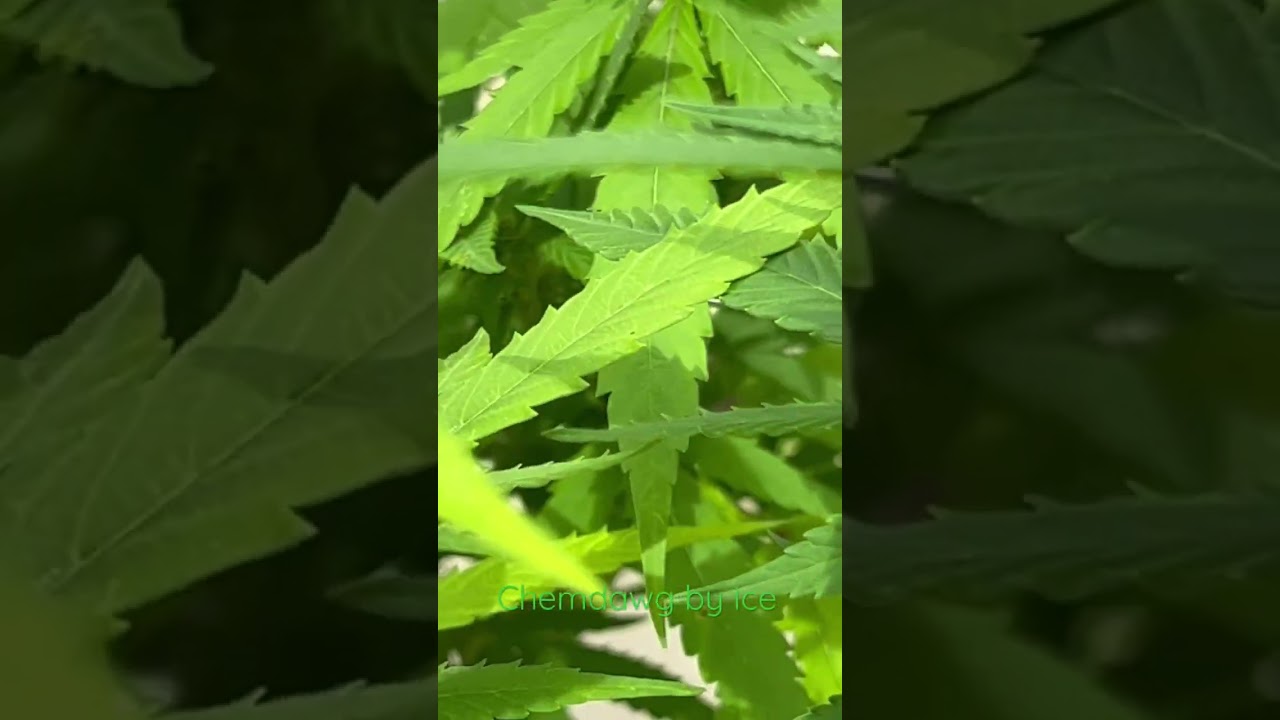 Chemdawg strain #chemdawg #chemdog #growadventures
