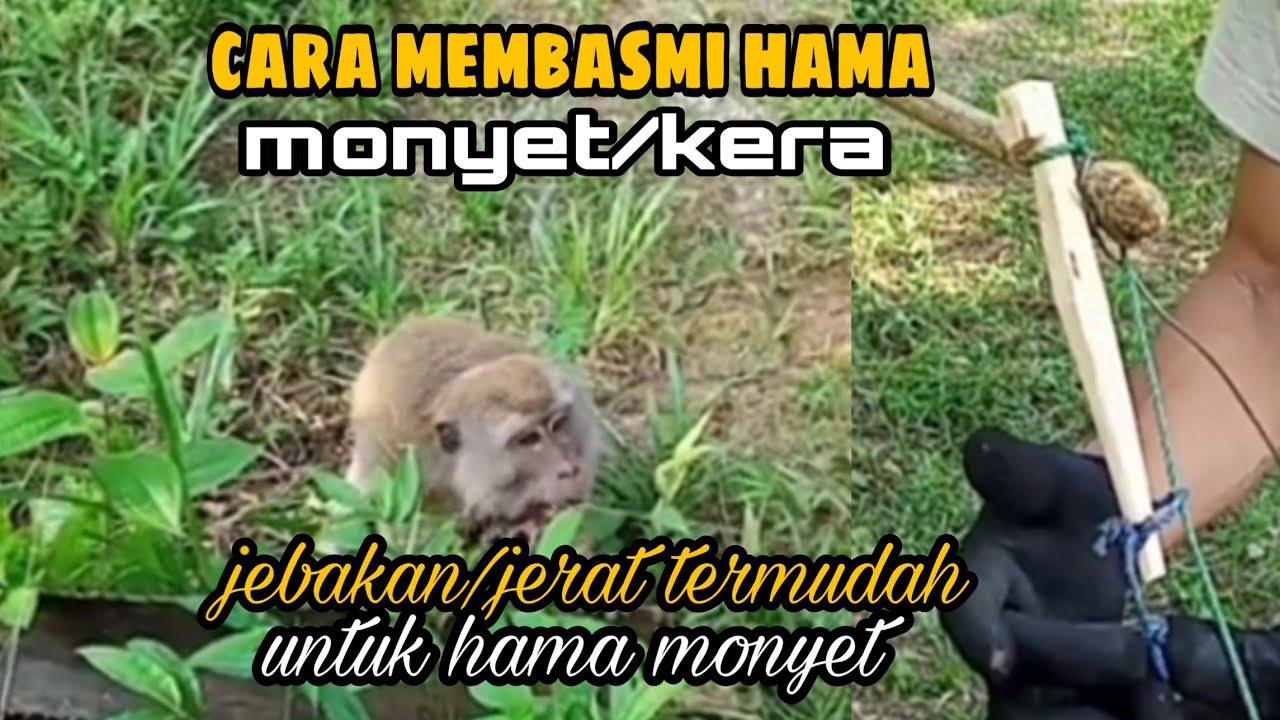 Jerat Termudah hama monyet dengan Jorran pegas