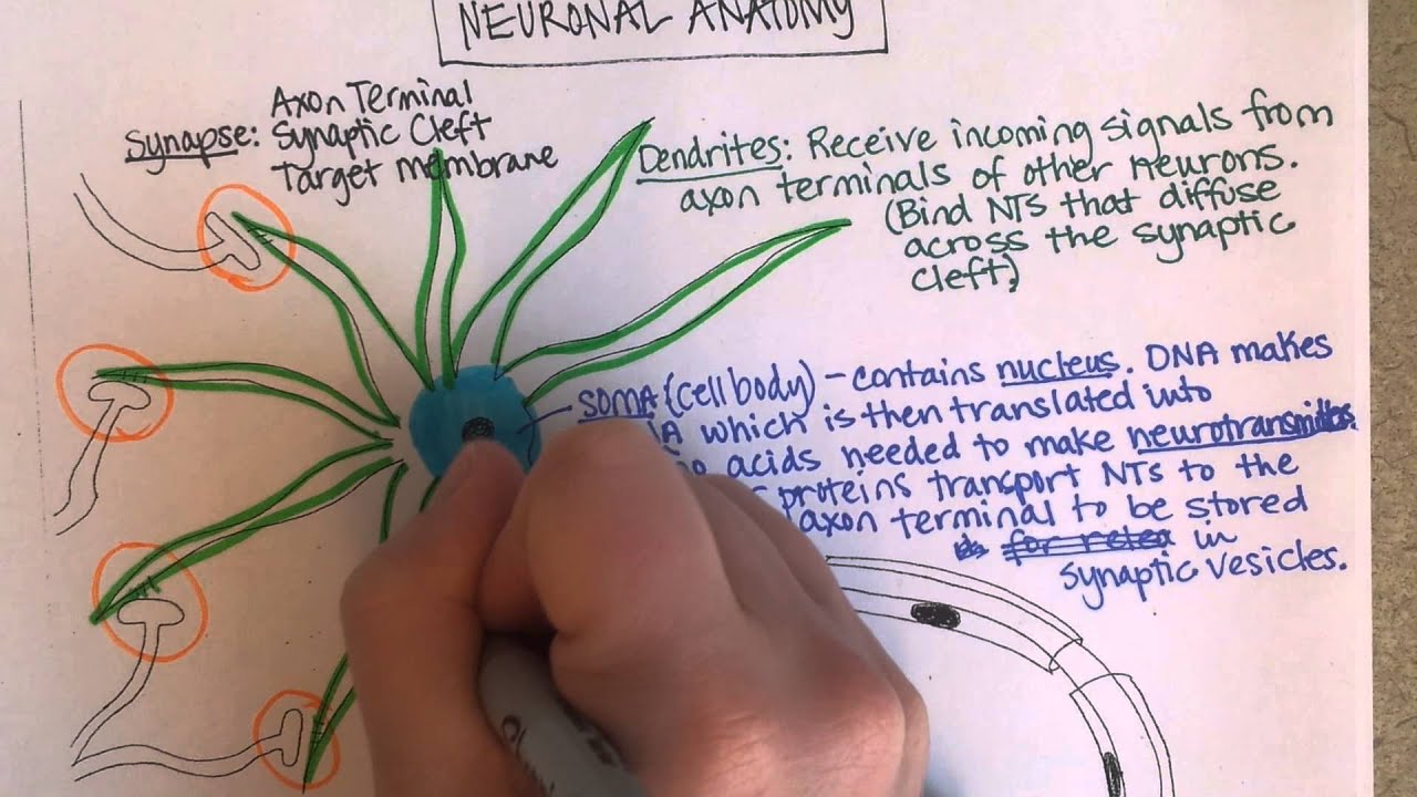 Parts of a Neuron, Part 1