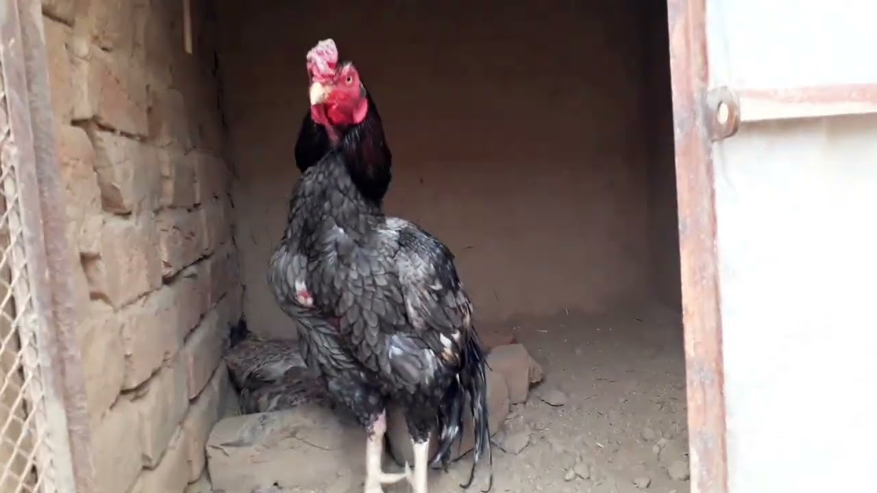 Miyawali aseel murgi Ando par betha de