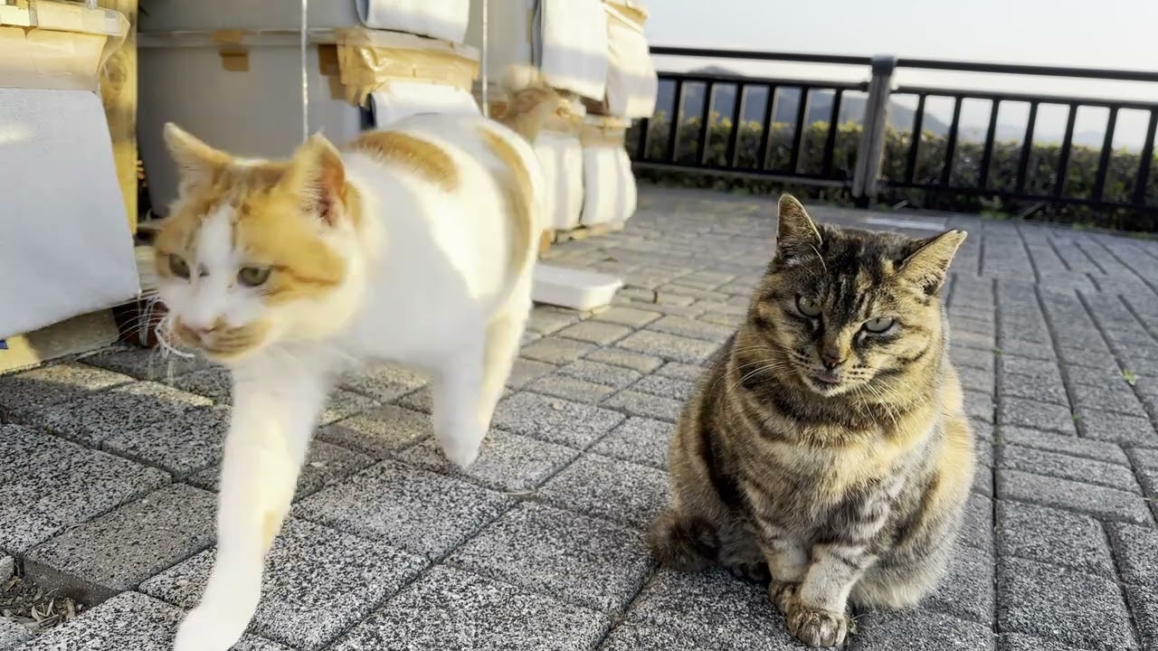 常世岬のハウス前にいたキジトラ猫さんとチャシロ猫さん