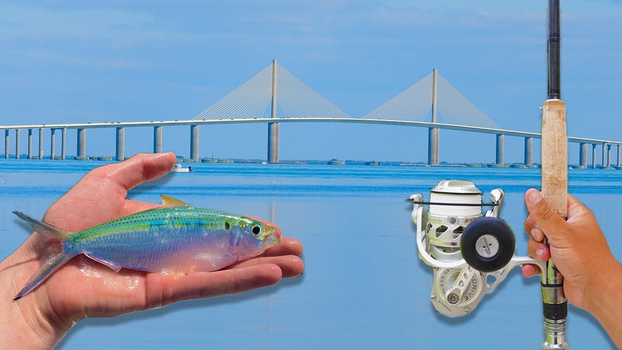 Tarpon Fishing Tampa Bays Best Spot!