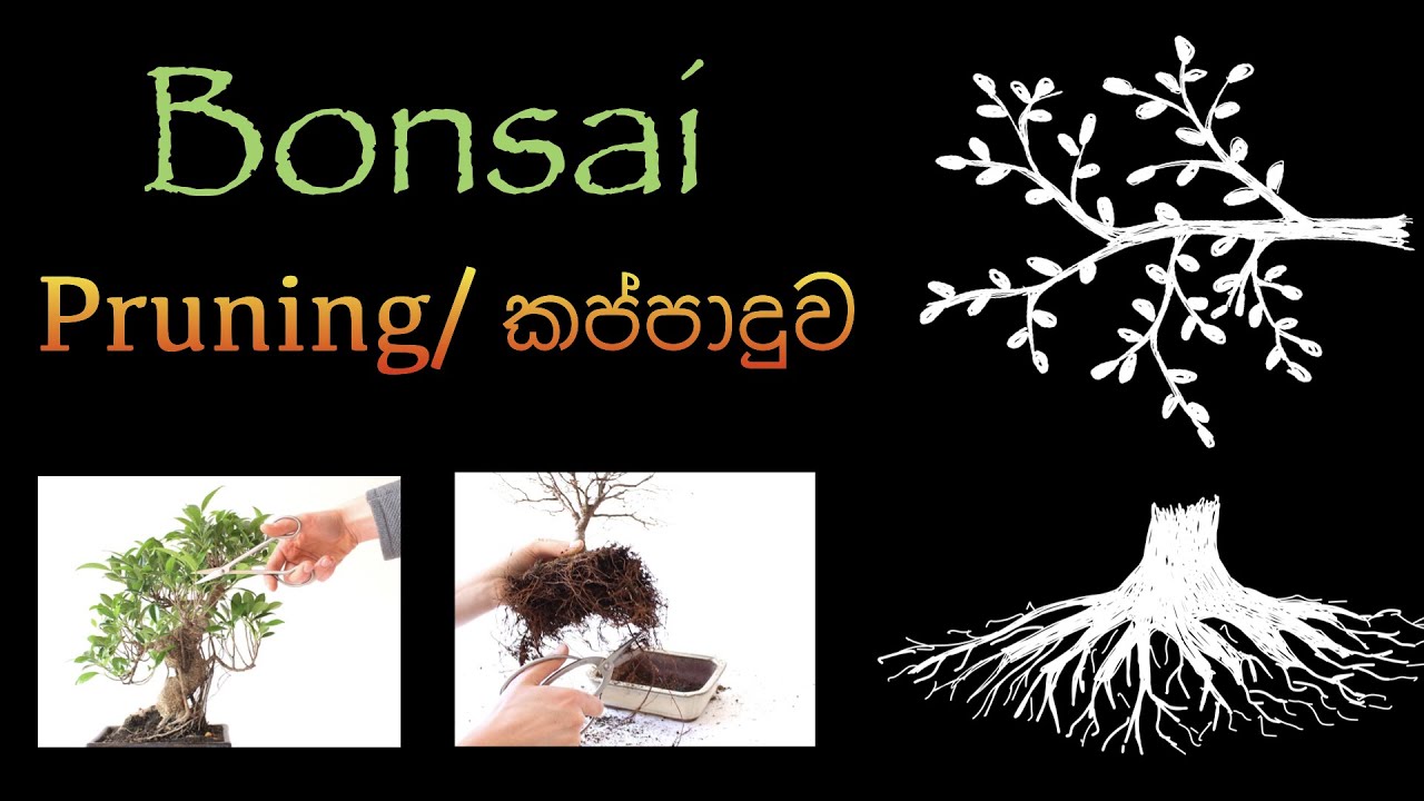 Bonsai Pruning: Wruksha/වෘක්ෂ