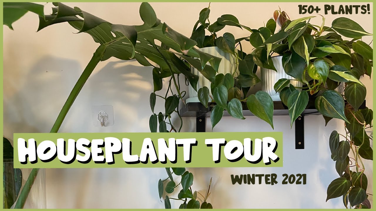 WINTER HOUSEPLANT TOUR | Over 150 Plants in My NYC Apartment!