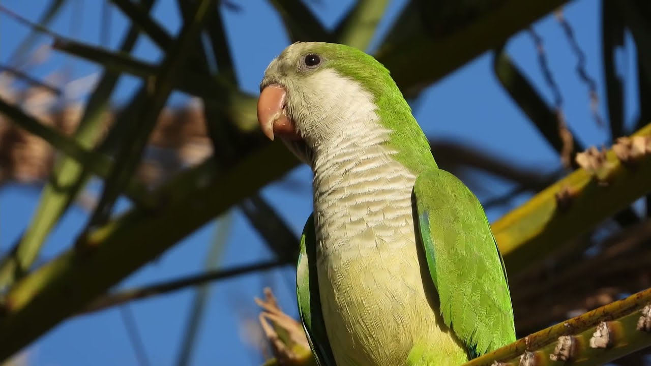 Yacht Club Colony Retrospective🌴 Clips and Sounds 🦜
