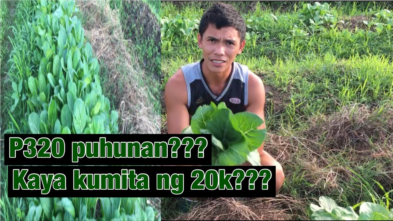 Tamang diskarte sa pagtatanim ng Pechay | Maliit na puhunan malaki ang kita