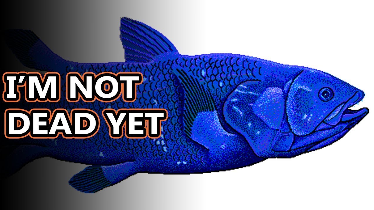 Coelacanth facts: they're called living fossils | Animal Fact Files