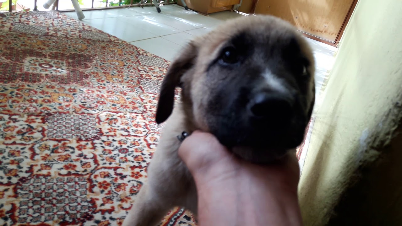 KÖPEKLERIMI KANLI ISHALDEN NASIL KURTARDIM ? IŞTE AŞAMALARI..