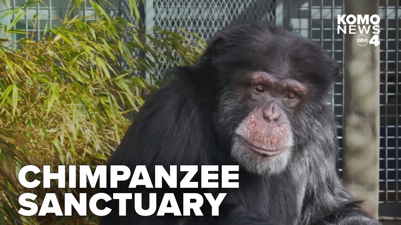 Photographer Alex Bogaard partners with Chimpanzee Sanctuary Northwest