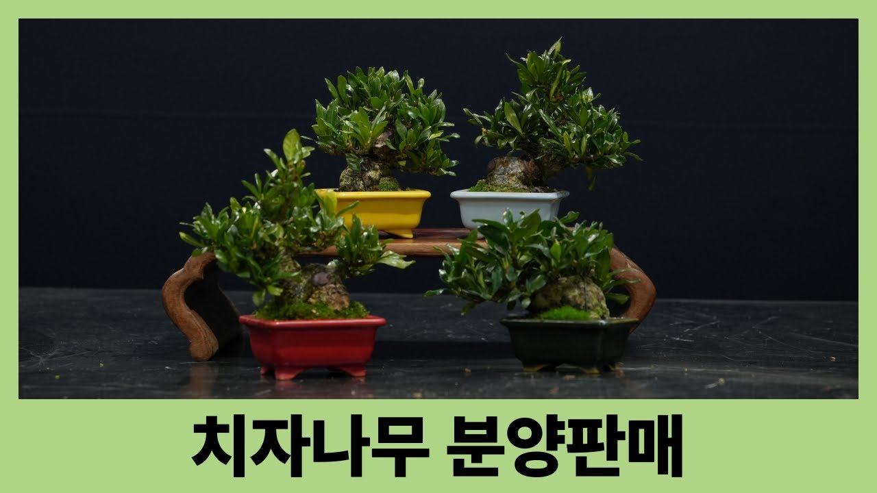 일촌법사 치자나무
