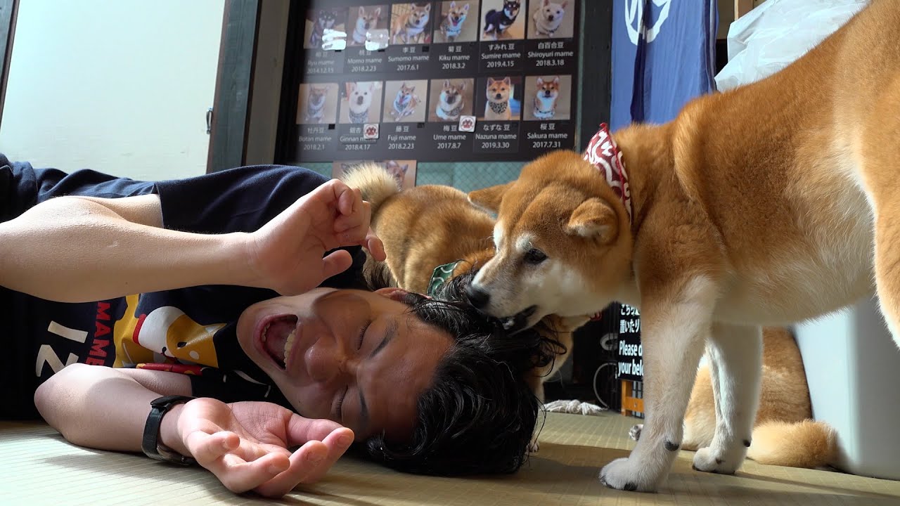犬に襲われた【動物カフェ#3】