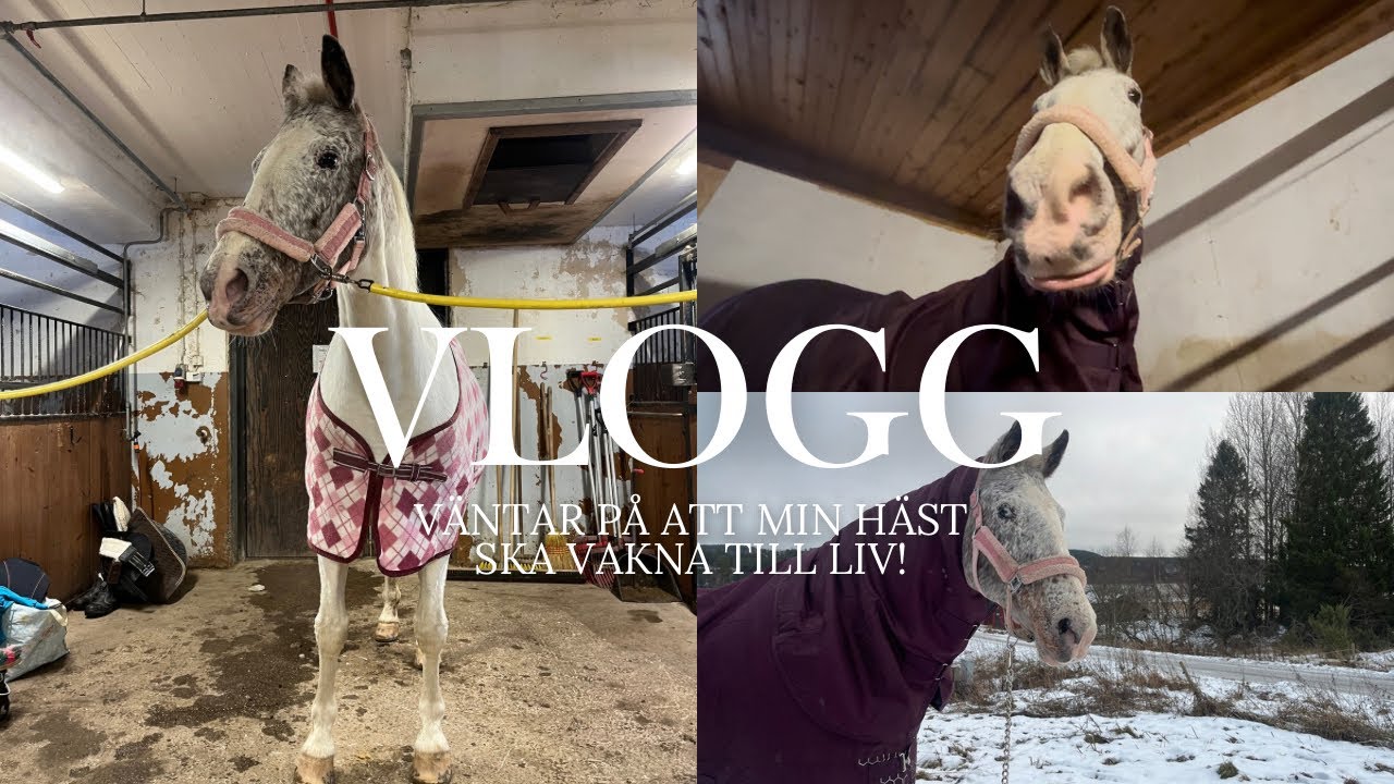 Väntar på att min häst ska vakna till liv! || Vlogg