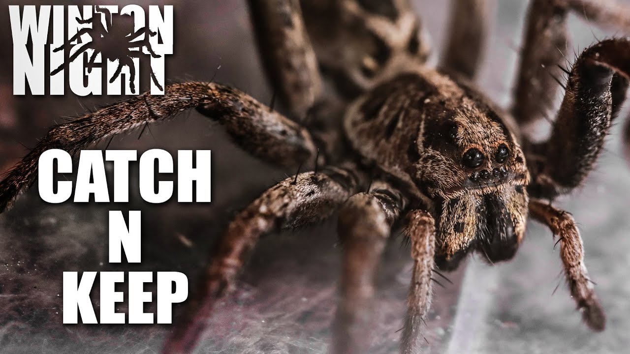 Catch N Keep - Wolf Spider