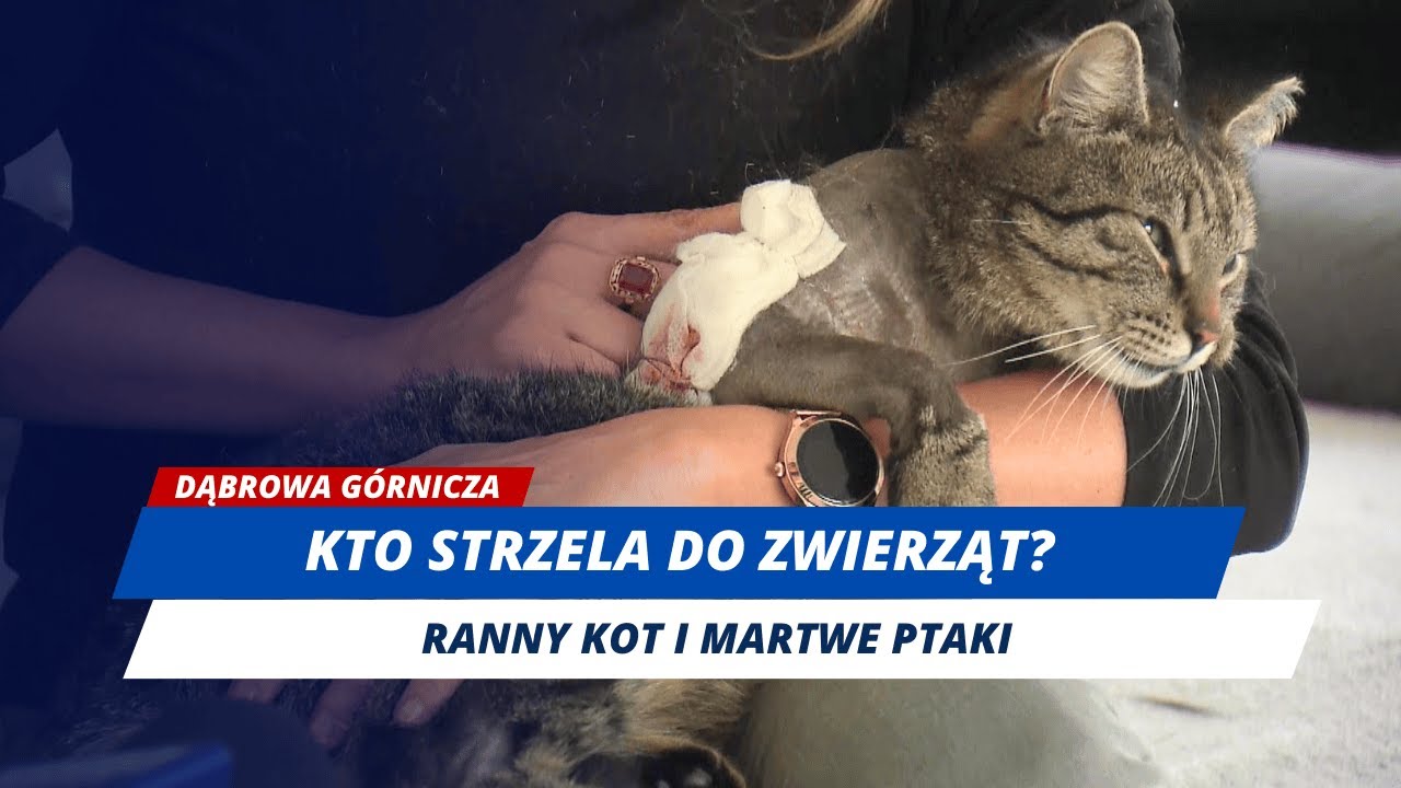 Pani Ewa prawie straciła swojego przyjaciela. Ktoś postrzelił jej kota