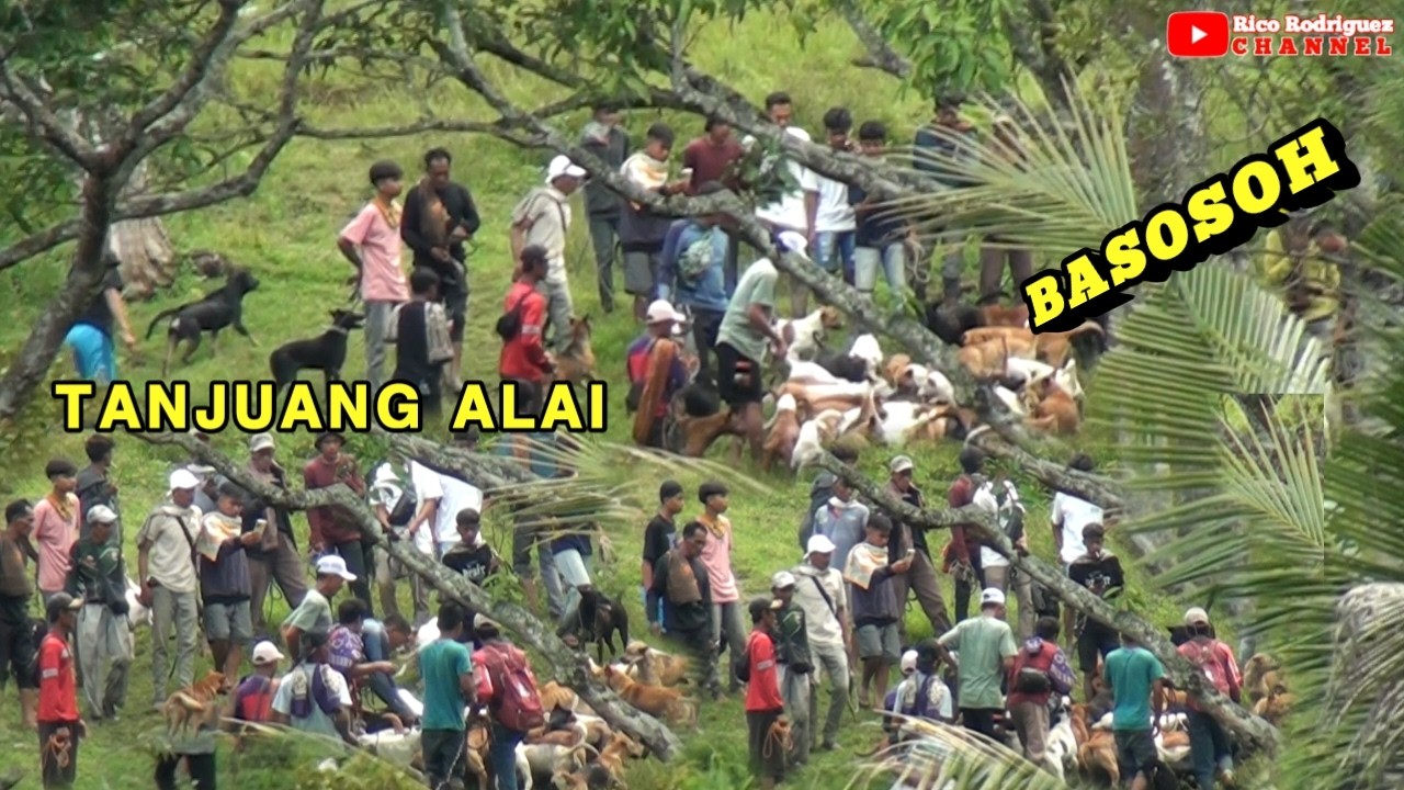 AKHIRNYA PENGHUNI HUTAN TANJUANG ALAI BERHASIL DI LUMPUHKAN || BASOSOH