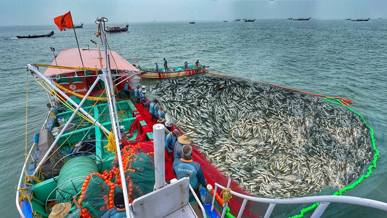 Amazing🤩 Billion's Of Sardine Fish Caught In Purse Seine Fishing Method | EP:01