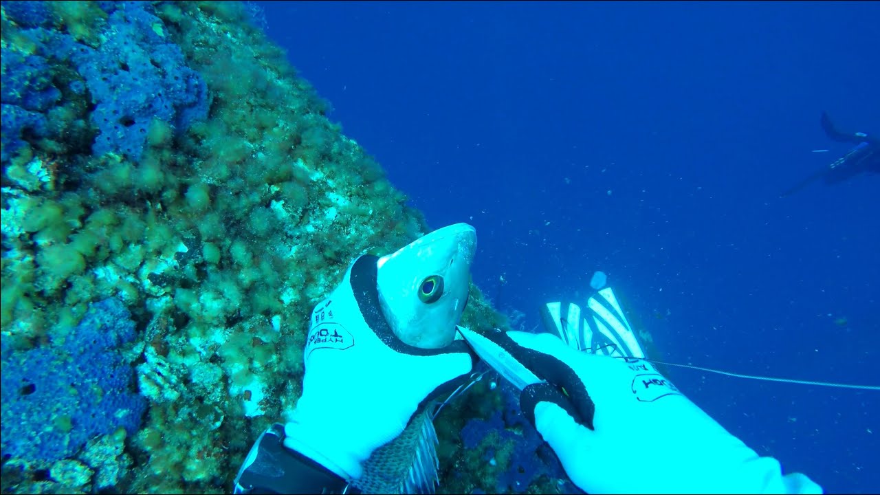 spearfishing 'Anthill' rig 31jul25