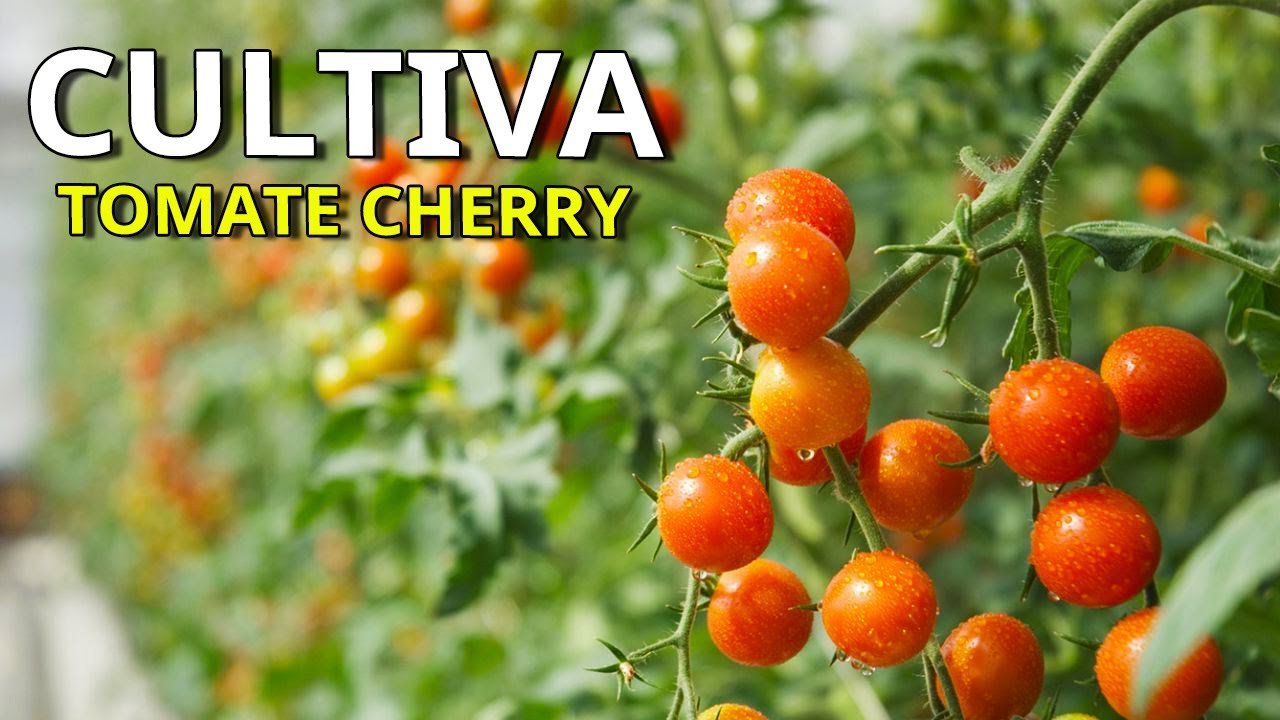 🆓️ Como CULTIVAR TOMATE CHERRY para que te produzca muchos kilos... ▶️ Consejos y Tips INFALIBLES 🍅