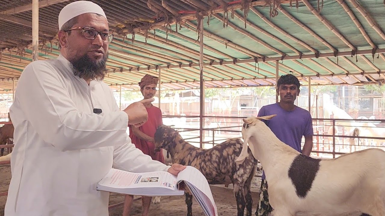 Results Bolenge Nahi File Main Dikhayenge Weight Gain | Noorani Goat Farm Surat Gujarat.