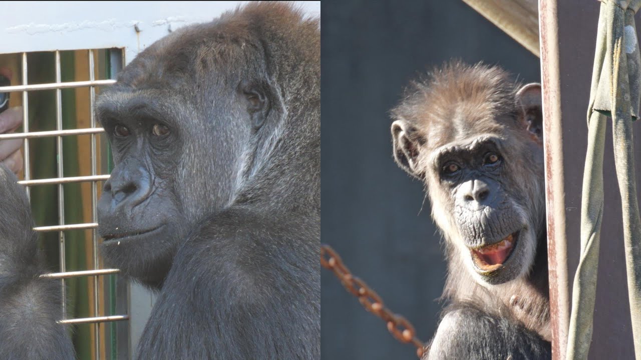ジージョのどんぐりとモモカのビスケット　千葉市動物公園　ゴリラ・チンパンジー　202601