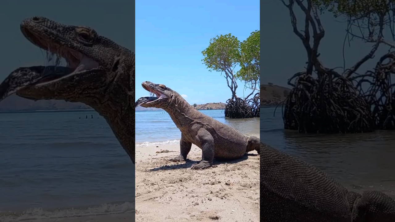 Anaconda comes out of Komodo's mouth😱