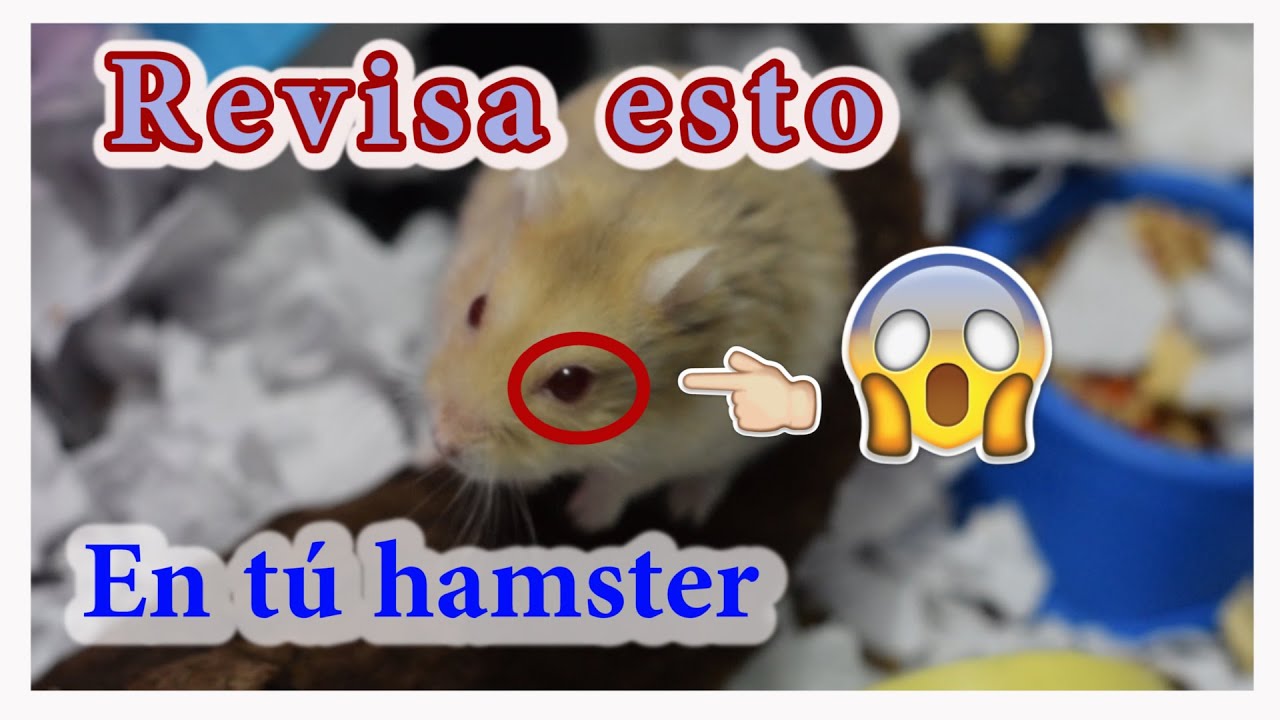 Cómo saber si mi Hámster está enfermo?
