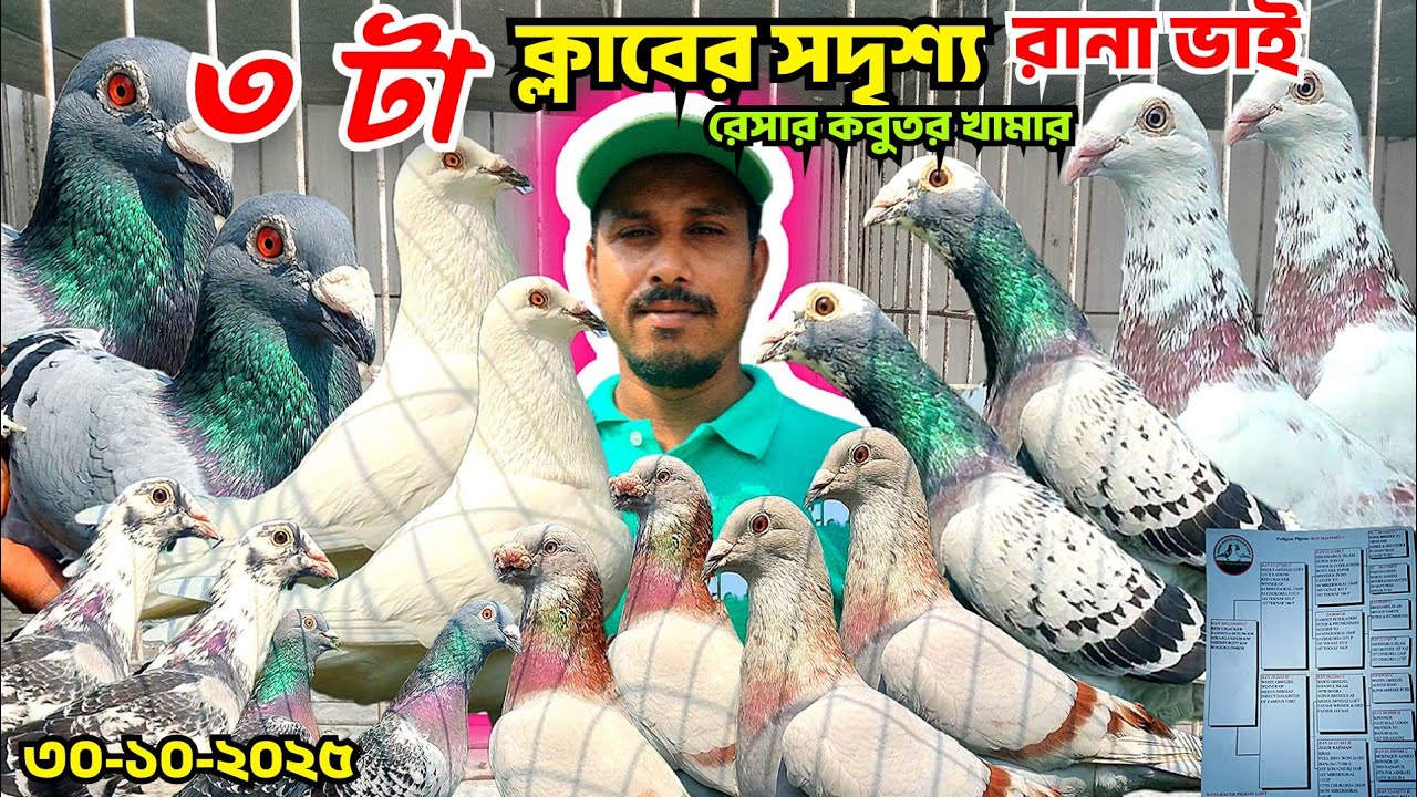 ৩ টা ক্লাবের সদস্য রেসার কবুতর খামারি রানা ভাই। ওরজিনিয়াল রেসার কবুতর বাচ্চা কিনুন। mohsintv 