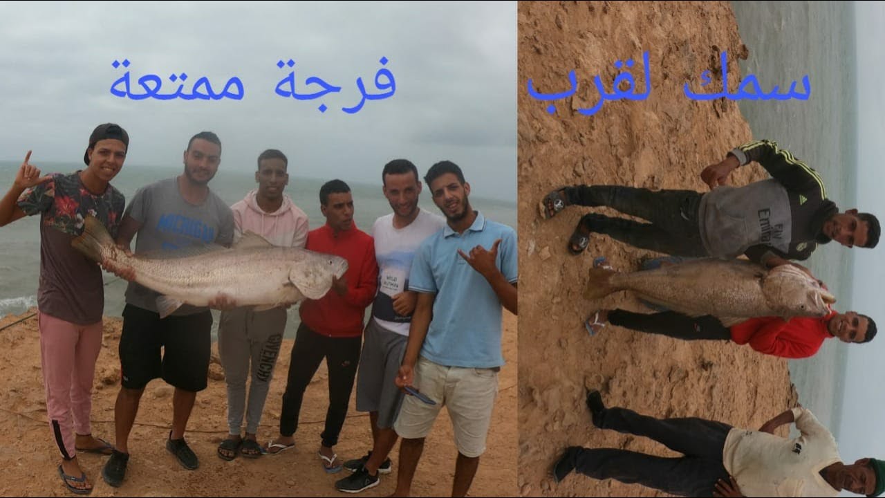 أصطياد سمكة قرب ضخمة أنكسار القصبة أو أستسلام سمكة القرب (pêche akhfenir la courbine)