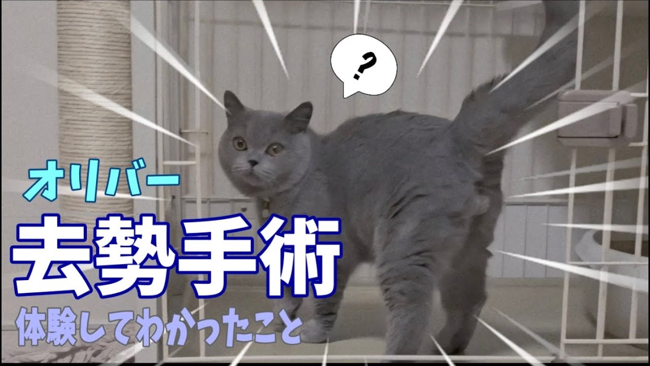 【去勢手術】本当に大丈夫？体験してわかったこと＃猫の去勢手術＃去勢手術＃猫のいる暮らし＃ねこ好きさんとつながりたい＃ブリティッシュショートヘア