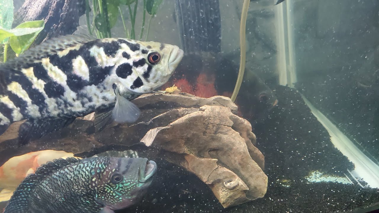 Weird Oscar behavior. Some of my fish died 😪😪