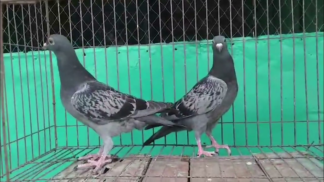 Maksi Racer Baby || SR Pigeon Sirajganj BD #pigeon #populerpigeon #foryou #kabootar #kabutar